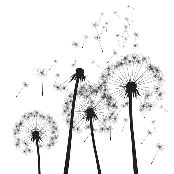 Siyah vektör karahindiba