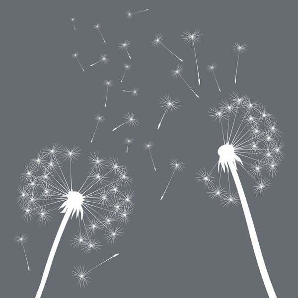 vector dandelions