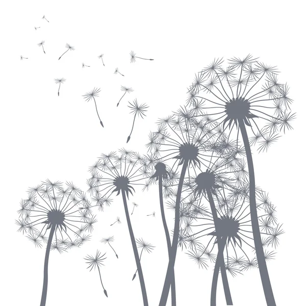 Vector grey dandelion illlustrator — Stock Vector