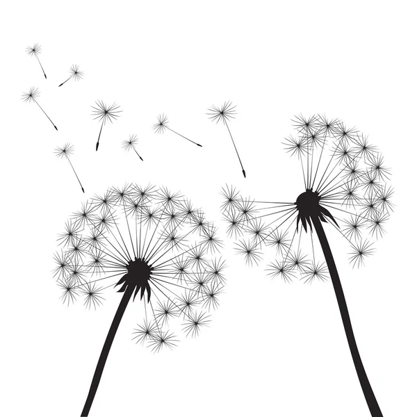 Black vector dandelions on white background — Stock Vector