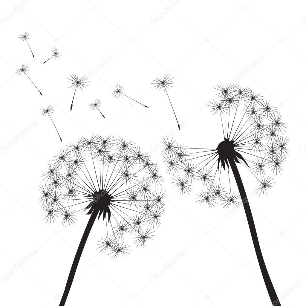 black vector dandelions on white background