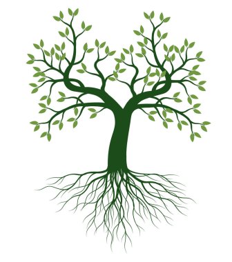 Green leaves on branches, trunk and Roots. Outline Illustration. A tree drawn by hand. 