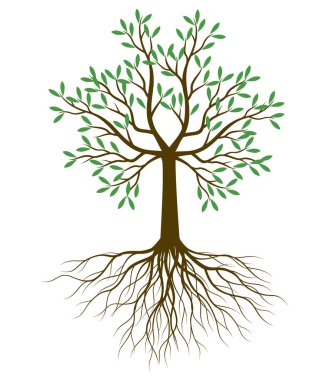 Green leaves on branches, trunk and Roots. Outline Illustration. A tree drawn by hand. 