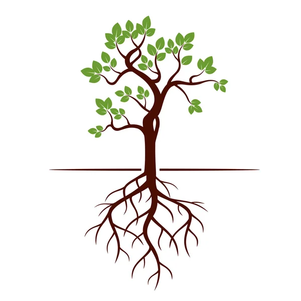 Green Tree and Roots. Vector Illustration. — Stock Vector