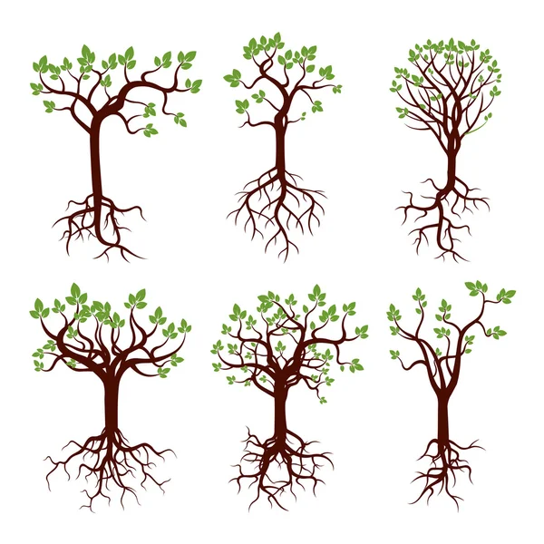 Ensemble d'arbres verts et de racines. Illustration vectorielle . — Image vectorielle