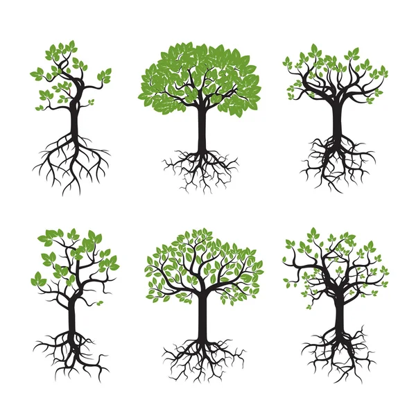 Ensemble d'arbres verts et de racines. Illustration vectorielle . — Image vectorielle