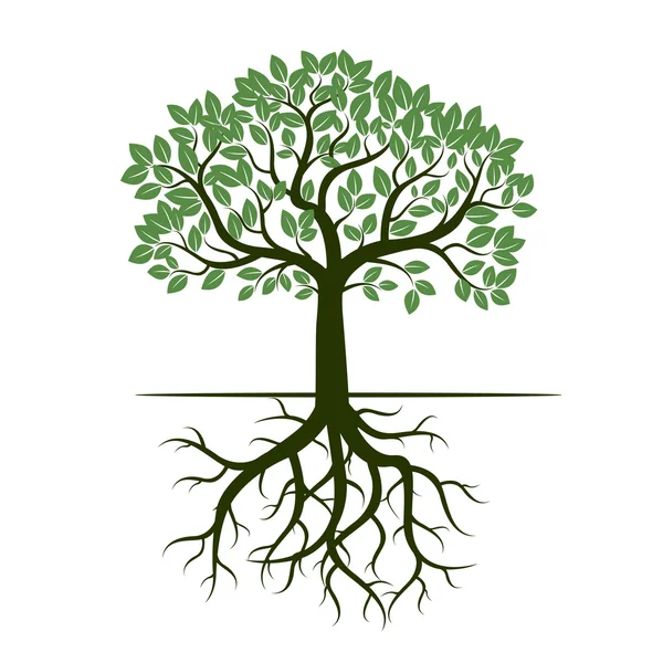 Árbol verde y raíces. Ilustración vectorial . — Vector de stock