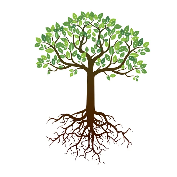 Renk ağaç ve kökleri. Vektör çizim.