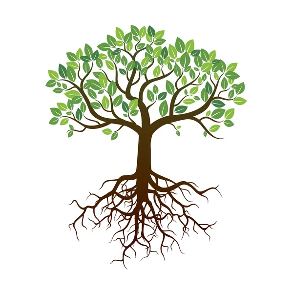 Árvore de cor e raízes. Ilustração vetorial . —  Vetores de Stock