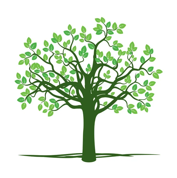 Зеленое весеннее дерево. Векторная иллюстрация . — стоковый вектор