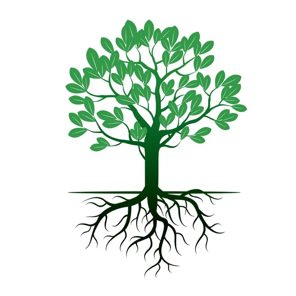 Zielone drzewa i korzeni. Ilustracja wektorowa. — Wektor stockowy
