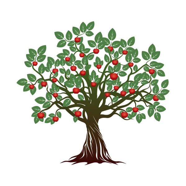 Árbol viejo con hojas verdes, raíces y manzanas rojas. Ilustración vectorial . — Vector de stock