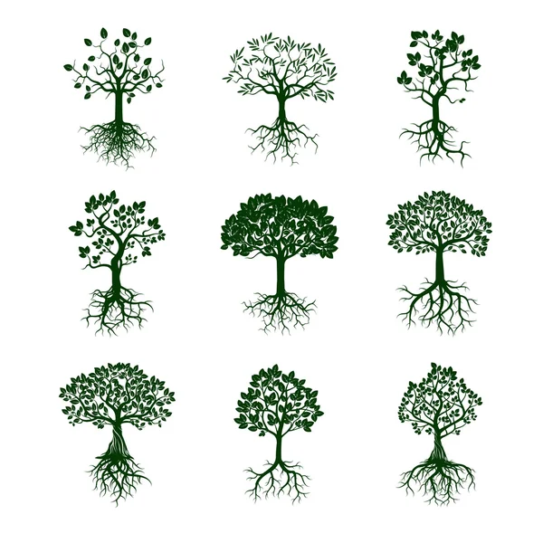 Colección de árboles verdes y raíces. Ilustración vectorial . — Vector de stock