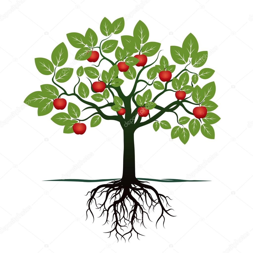 Young Tree with Green Leafs, Roots and Red Apples. Vector Illustration.