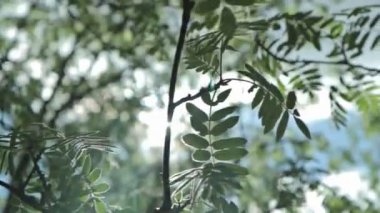 Güneş gitmek-den geçerek yapraklar