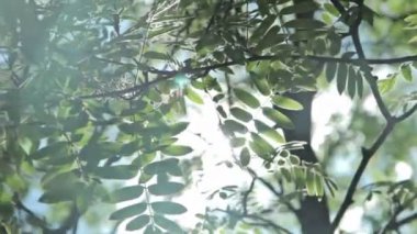 Güneş gitmek-den geçerek yapraklar