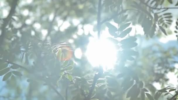 Soleil passer à travers les feuilles 