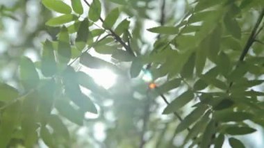 Güneş ile ağaç yeşil yaprakları