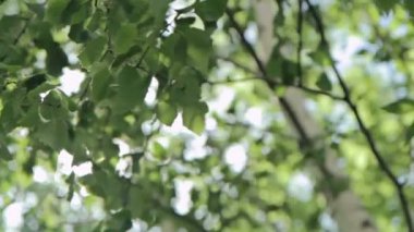 Güneş ile ağaç yeşil yaprakları