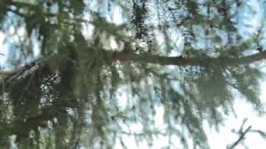 Güneş rüzgar ağacı yeşil üfleme yoluyla Parlatıcı bırakır