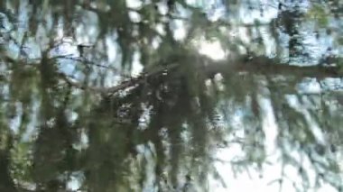 Güneş rüzgar ağacı yeşil üfleme yoluyla Parlatıcı bırakır