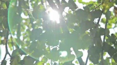 Güneş rüzgar ağacı yeşil üfleme yoluyla Parlatıcı bırakır