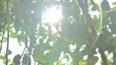 Güneş rüzgar ağacı yeşil üfleme yoluyla Parlatıcı bırakır