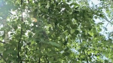 Güneş ile ağaç yeşil yaprakları