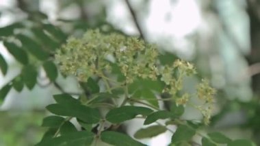 çiçek açan ağaç dalı