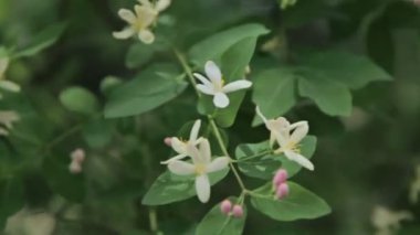 çiçek açan ağaç dalı