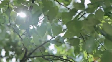 Güneş ile ağaç yeşil yaprakları