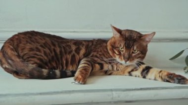 Bengal kedi yalan ve yüzük dokunmadan