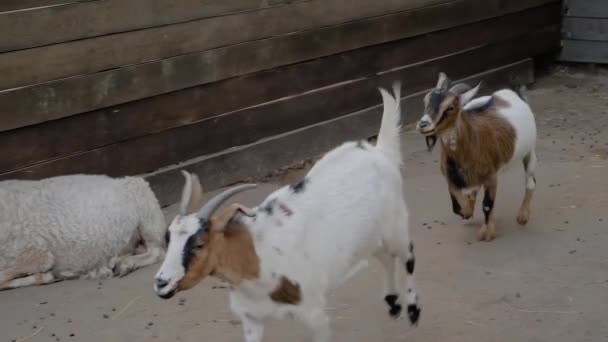 두 마리의 장난기있는 작은 염소 새끼가 농장 - 느린 동작으로 방목장에서 뛰어다니고 있다 — 비디오