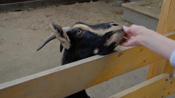 Mujer alimentando lindo cabra negra de la mano en la granja - cámara lenta, de cerca — Vídeos de Stock
