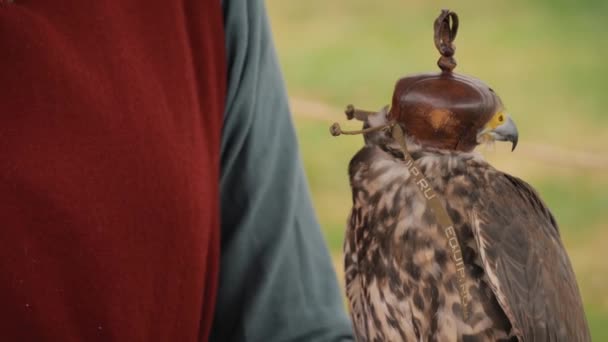 Trained falcon with leather hood sitting on woman hand at historical festival — Stock Video