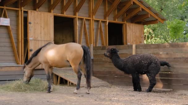Portrait of horse eating hay and alpaca pooping at farm: slow motion — Stock Video