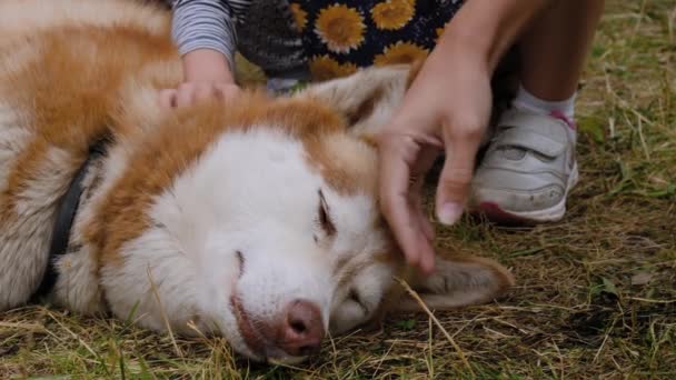 Mani di donna e bambini accarezzando il cane husky siberiano rosso al parco - slow motion — Video Stock