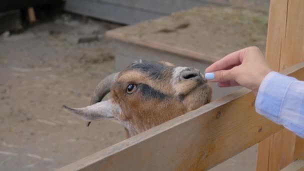 Жінка, що годує милого козла з рук на фермі - повільний рух, крупним планом — стокове відео