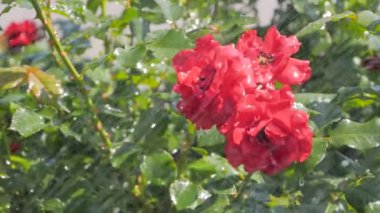 Güzel çiçekleri sulamak - parkta kırmızı güller: yavaş çekim