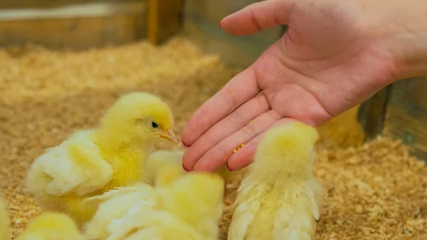 Woman feeding baby chickens on farm