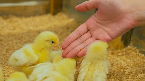 Mujer alimentando pollos bebé en granja —  Fotos de Stock