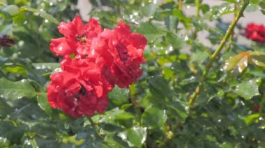 Güzel çiçekleri sulamak - parkta kırmızı güller: yavaş çekim, yakın çekim