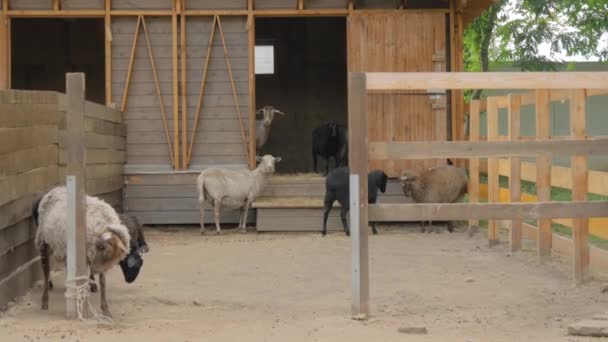 Skupina ovcí procházejících se po výběhu na farmě - zpomalený pohyb — Stock video
