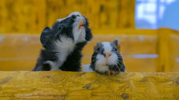 Curious guinea pigs looking around