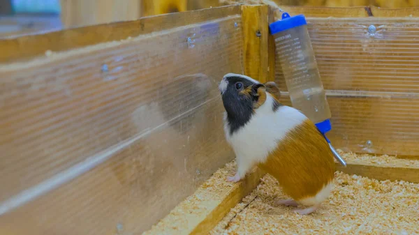 Cute curious guinea pig