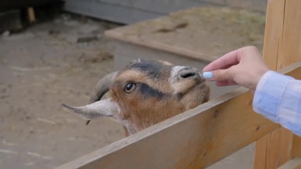 Woman feeding cute goatling from hand at farm - slow motion, close up — Stock Video