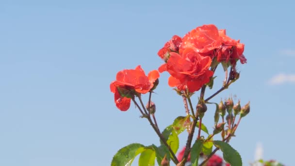 Ποτίζοντας όμορφα ανθισμένα λουλούδια - κόκκινα τριαντάφυλλα στο πάρκο: αργή κίνηση — Αρχείο Βίντεο