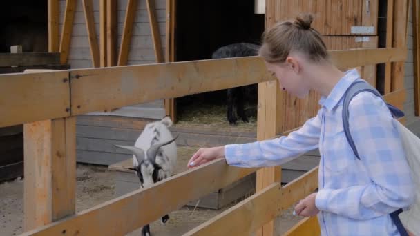 Movimento lento: mulher alimentando bode bonito de mão na fazenda — Vídeo de Stock