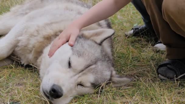 Barn handsmeka grå sibirisk husky hund i parken - slow motion, närbild — Stockvideo
