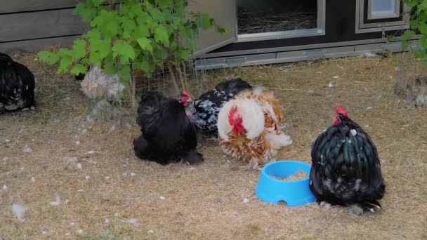 Ayam dengan bulu yang berlebihan berjalan-jalan di rumput di pertanian - gerakan lambat — Stok Video